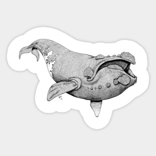 Northern Right Whale Sticker